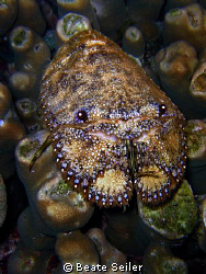 Slipper Lobster on a nightdive at Wakatobi, taken with ca... by Beate Seiler 